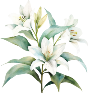 White Lilly Bundle