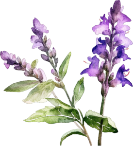 Salvia Plant