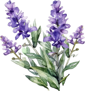 Salvia Plant Bundle